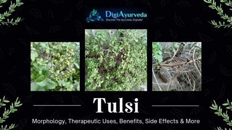 kerala tulsi full video|Tulsi: Uses, Benefits, Side Effects, and More! .